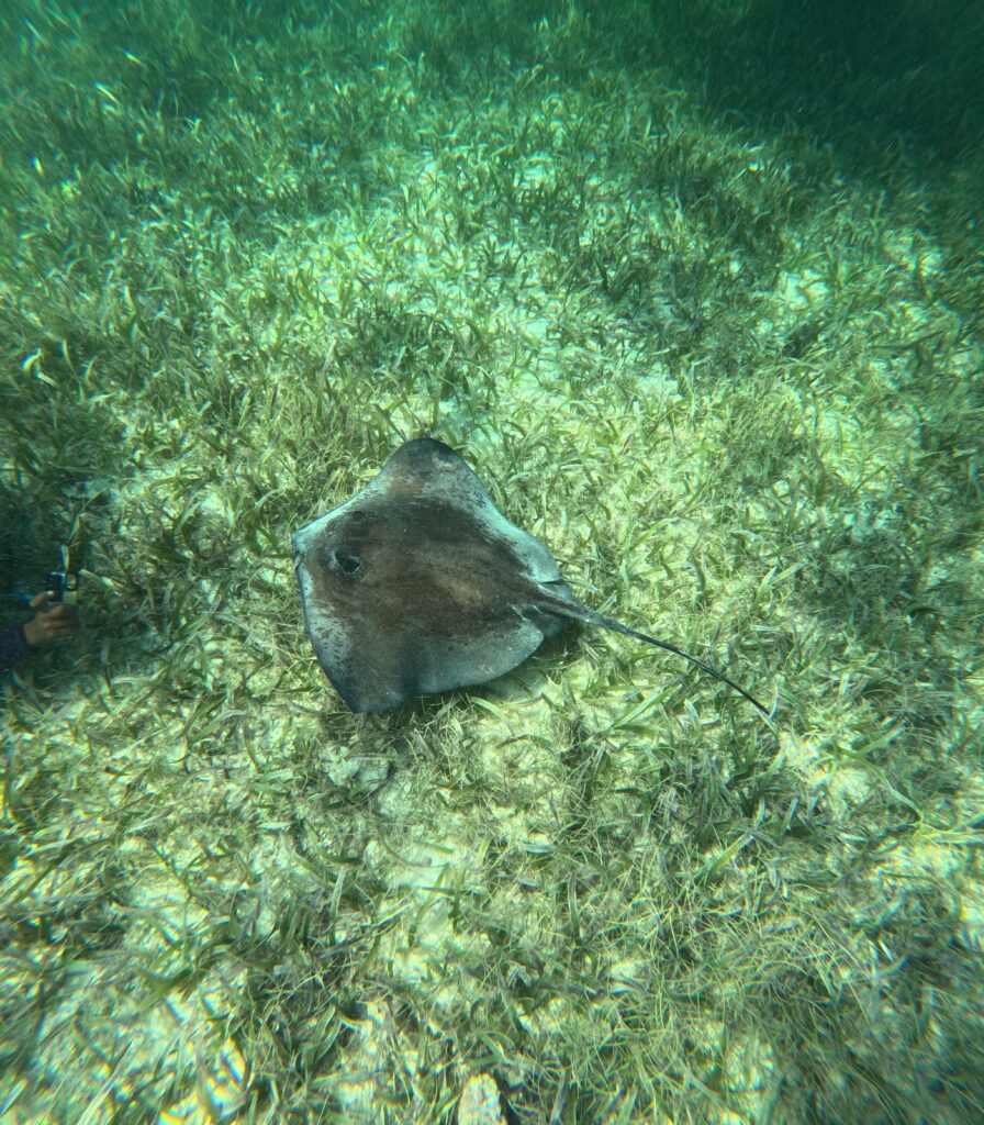 Stingray at Shark Ray alley in Caye Caulker Belize