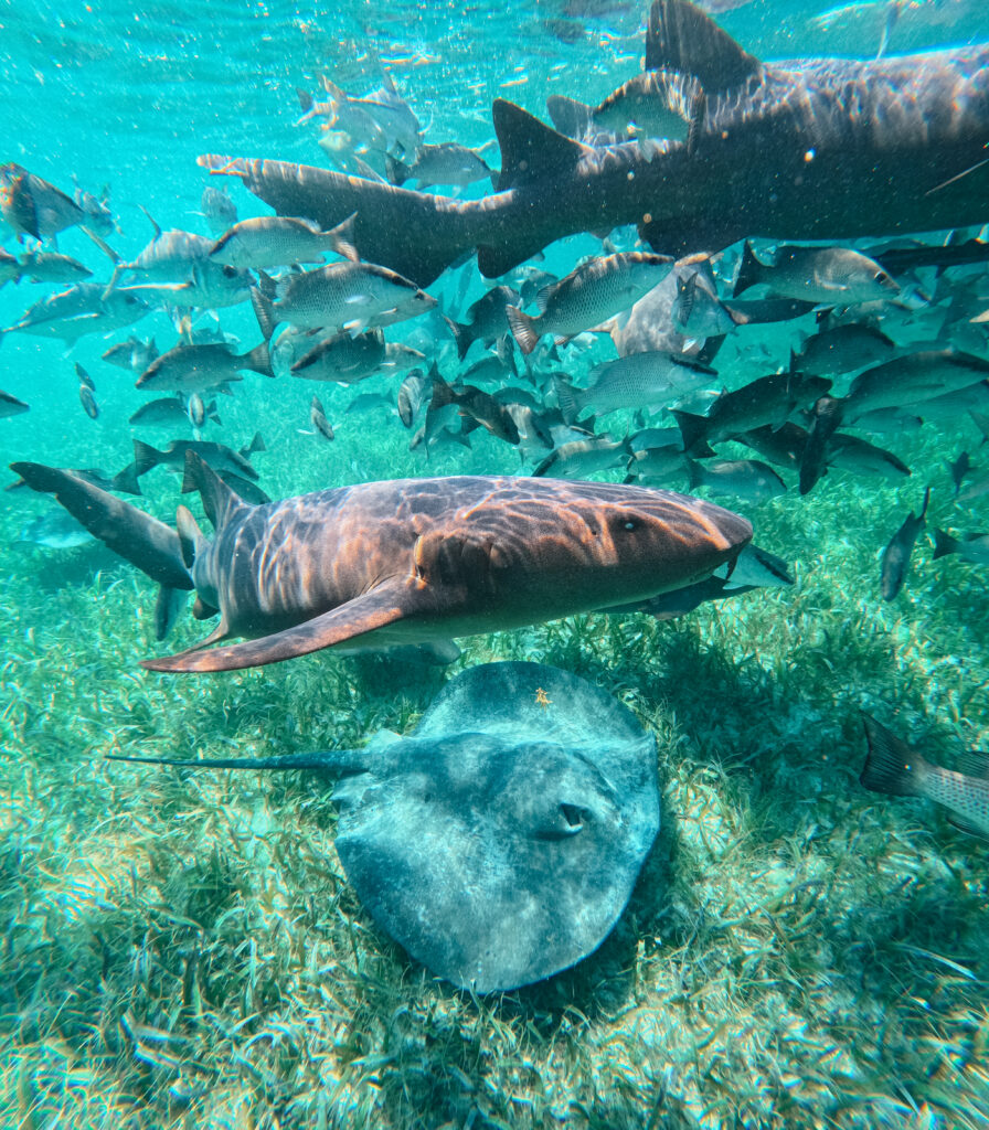 Nurse sharks and sting rays on Caye Caulker Belize snorkel trip